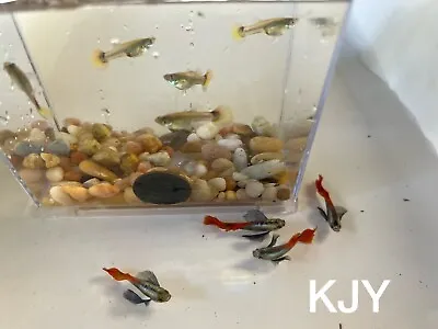 Red And Blue Dumbo Guppies (5 Pairs) • $34.95