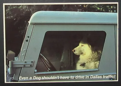 Even Dog Shouldn't Have To Drive Dallas Traffic VTG Comic Postcard Unposted  • $1.95