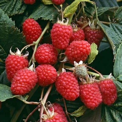 Raspberry Malling Jewel Rubus Idaeus Grow Your Own Garden Fruit Plant In Pot • £14.99