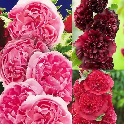 40 X Mallow - Hollyhock Alcaea Double Mix Seeds • £1.70