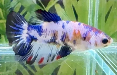 Female Multi Coloured Halfmoon Betta • £15