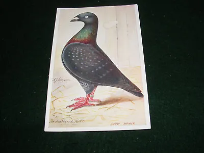 Vintage Postcard Art A G Simpson Pigeon Fancy Show Homer Feathered World Birds • £1.99