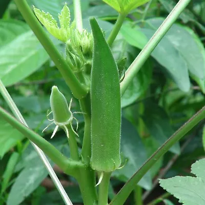 OKRA CLEMSON SPINELESS 20 Seeds Vegetable Garden  LADYS FINGER Okra Seeds • $3.99