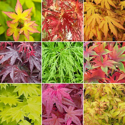 3 X Acer Trees | Japanese Maple Tree | Potted Outdoor Hardy Garden Ready Shrubs • £21.99