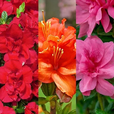 3 X Japanese Azalea Plants - Mixed Unusual Varieties - Evergreen Shrubs • £15.99