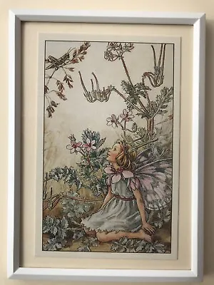 Flower Fairies Framed Print - 'The Stork's Bill Fairy' - Cicely Mary Barker 1948 • £4.95