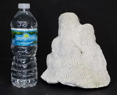 $124.95 • Buy LARGE! Natural SEA CORAL Specimen AQUARIUM TERRARIUM Brain Head MADRACIS SENARIA