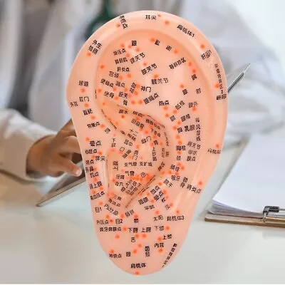Professional Human Ear Acupuncture Points Model Anatomical Figure • $69.99