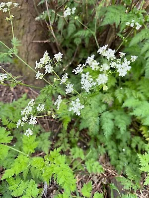 Cow Parsley - Anthriscus Sylvestris - 100 Seeds - Hardy Perennial Flower • £1.09