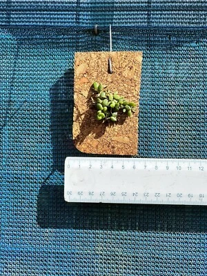 $28 • Buy AAO Orchid-Dendrobium Lichenastrum (Rare)