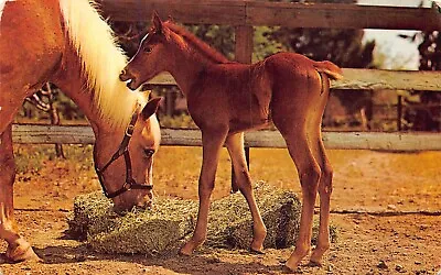 Animal Horse Horses Young Foal Baby US Farmhouse Homestead Vintage Postcard  • $2.55