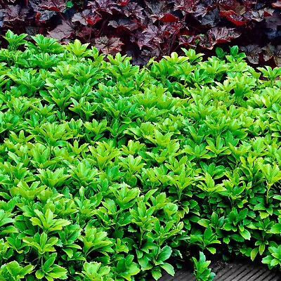 Pachysandra Green Sheen 25 Plants In 2.5-inch Pots • $189