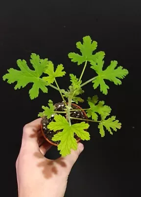 Rose Geronium- Pelargonium Lemon Scented Geranium  Medicinal Plant.  • £19.95