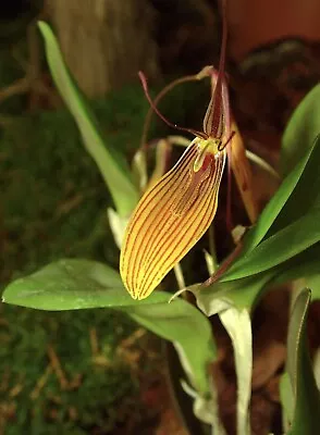 Restrepia Striata Miniature Orchid Species Terrarium (bloom Size)  • $22.99