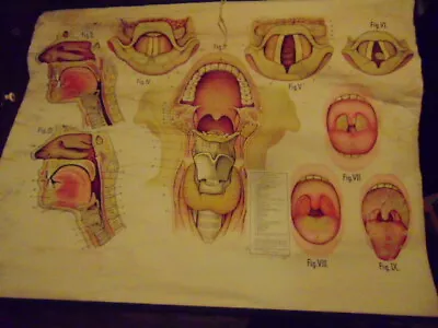 Vintage Canvas Schick Roll Up Medical Poster Larynx With Pharynx Anatomy Chart • $99.99