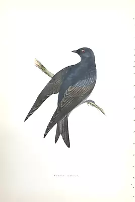 F. O. MORRIS - 5th EDITION - C. 1903 - PURPLE MARTIN - 86-  HANDCOLORED • $25