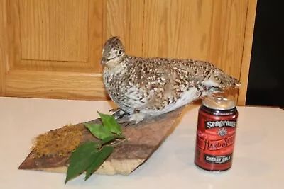 Grouse Taxidermy Log Cabin Decor Mount Mancave Spruce Hen Ptarmigan Bird Quail • $140