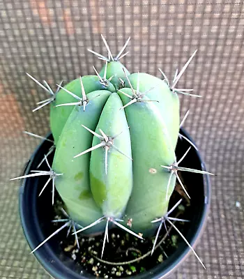 Myrtillocactus Geometrizans Blue Candle Cactus Plant Fat • $25
