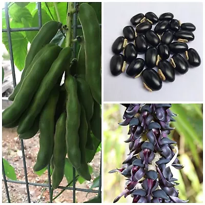 Mucuna Pruriens Seeds 20+ Black Velvet Bean Plant Monkey Tamarind Kaunch Konch • $7.99