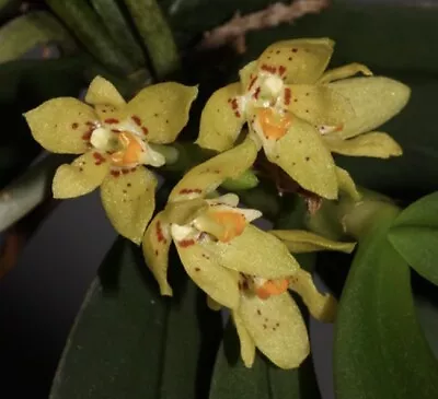 Trachoma Sarcochiloides Miniature Orchid Species Bloom Size Compot • $39.99