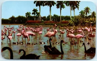 Flamingos & Swans On The Infield Lake At Beautiful Hialeah Race Course Miami Fla • $0.99