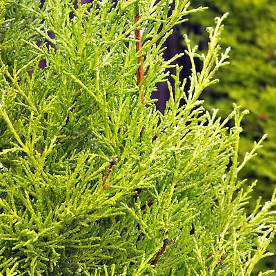 Gold Leylandii Fast Growing Evergreen Conifer Hedging Garden Plants In Pots • £7.99