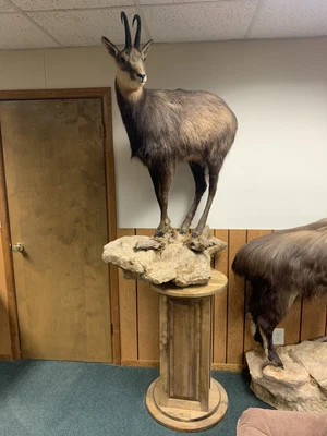 $2200 • Buy Chamois Life-Size Taxidermy Mount Mountain Goat Bighorn Sheep Tahr Real Horn