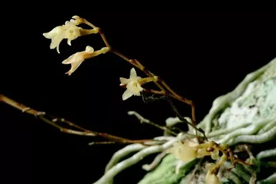 Dendrophylax Porrectus RARE Miniature Florida Native Orchid Jingle Bell Orchid • $65