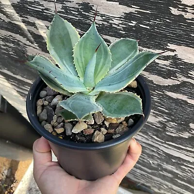 Variegated Agave 'Trade Winds' • $16