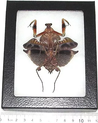 Deroplatys Lobata Female REAL FRAMED PRAYING MANTIS DEAD LEAF MANTIS • $30