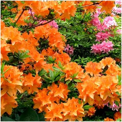 Dwarf Japanese Azalea Japonica Orange Beauty | Evergreen Shrub | Pot Plant • £8.99