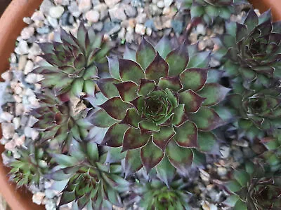 Sempervivum 'Dusty' (House Leek)Hardy Succulent • £3.30