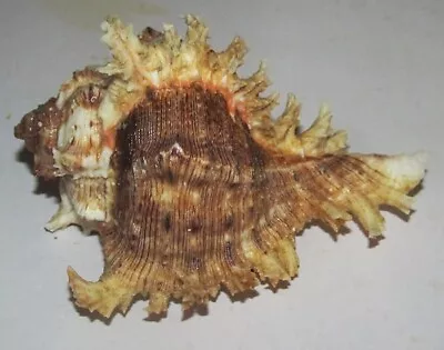 92 Mm Chicoreus Ramosus Murex Seashell + Operculum Similan Island Thailand • $9.99