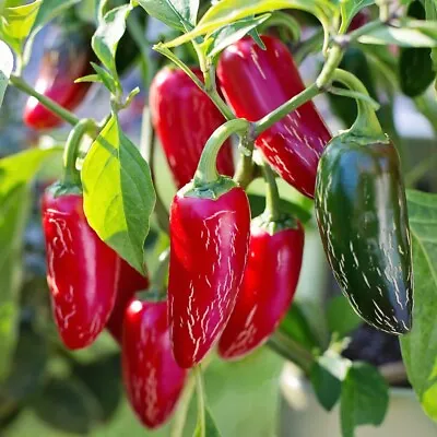 Jalapeño Seeds X 10 Chilli Decorative Plant Easy Grow Vegetable Compact Jalepeno • £2