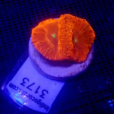 BRIGHT Red Blastomussa Coral Frag WYSIWYG IC 3173 - Indigo Corals • $38