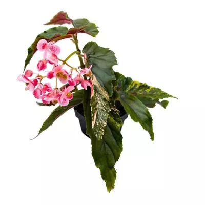 Begonia Ginny Galaxy Extremely Rare Variegated Shrub Begonia • $624.99