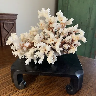 Dry Ocean White & Brown Sea Coral • $24