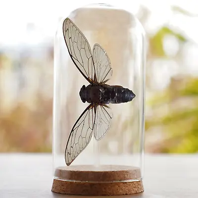 Vintage Cicada Glass Dome Art Decor Taxidermy Insect Bug Gift Entomology Lover • $45