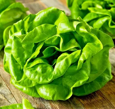 Lettuce Buttercrunch 100 Seeds Salads Vegetable Garden Heirloom Microgreens Usa • $2.99