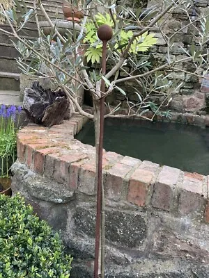 £8 • Buy Rusty Metal Plant Stake 80cm, Olive Tree Support, Rusted Rustic Garden Decor
