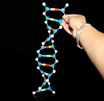 $28.55 • Buy Molecular DNA Model Kit Cell Double Helix Structure Set Collectibles Designs