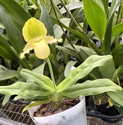 THIN BENCH SALES - PAPH ORCHID SPECIES Primulinum SPIKE/BUD 4 In Pot • $40