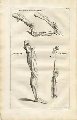Antique Medical Print-MUSCLES-LEG-KNEE-Vesalius-1725 • $399.50