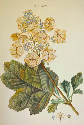 1804-25 Duhamel Oakleaf Oak-Leaved Hydrangea Quercifolia USA Hydrangea Copper • $83.23