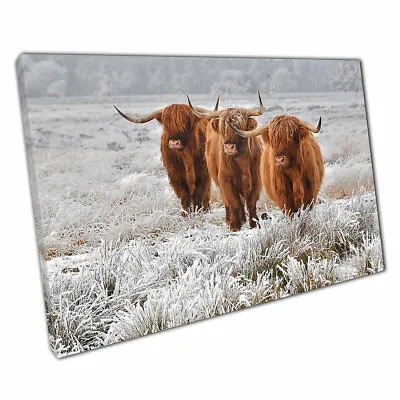 £8.98 • Buy Scottish Highland Cows Natural Winter Nature Habitat Wall Art Print On Canvas