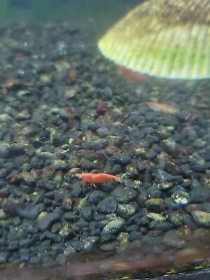 Red Cherry Shrimp • $30