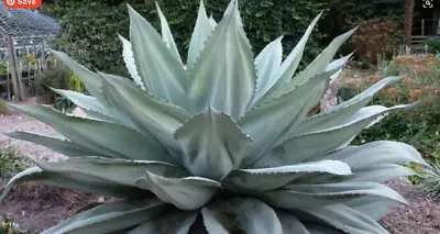 Agave Ovatifolia 'Vanzie' - Rare Whale's Tongue Agave Perfect For Landscaping • $41.90