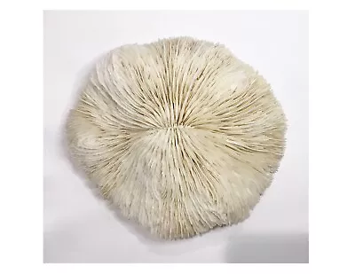 7 1/8  X 6 5/8  Large 1.14 Lb Natural Fossilised White Coral Ocean Mushroom • $22.10