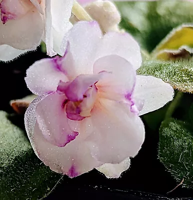 African Violet Plant * GOLDEN DAWN * Semi Miniature 1996 S. Sorano Heat Pk • $9