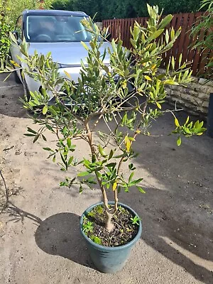 Olive Tree In Pot 1m Tall - Pickup In LS11 • £25